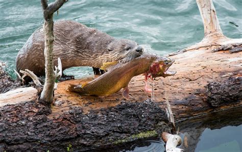 do otters kill mink.